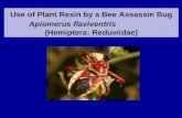 Use of Plant Resin by a Bee Assassin Bug Apiomerus flaviventris (Hemiptera: Reduviidae)