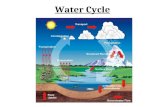 Water Cycle. Carbon Cycle Nitrogen Cycle Food Webs What essential component of all food webs is not shown?