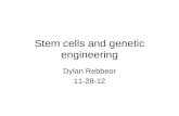 Stem cells and genetic engineering Dylan Rebbeor 11-28-12.