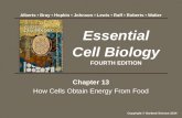 Chapter 13 How Cells Obtain Energy From Food Essential Cell Biology FOURTH EDITION Copyright © Garland Science 2014 Alberts Bray Hopkin Johnson Lewis Raff.