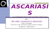 ASCARIASIS A COMMON ROUND WORM DISEASE BY DR. MRS. VANDANA V. BHAVARE Dept. of Zoology, S.N. Arts, D.J.M. Commerce, B.N.S. Science College, Sangamner,