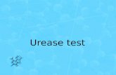 Urease test objective To differentiate between urease positive and urease negative bacteria using Christensen urea agar. principle Some bacteria can.