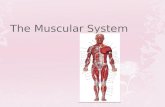 The Muscular System .