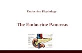 Endocrine Physiology The Endocrine Pancreas. A triangular gland, which has both exocrine and endocrine cells, located behind the stomach Strategic location.