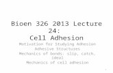 Bioen 326 2013 Lecture 24: Cell Adhesion Motivation for Studying Adhesion Adhesive Structures Mechanics of bonds: slip, catch, ideal Mechanics of cell.