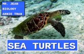 SEA TURTLES MR. JEAN BIOLOGY ANNIE TRAN. GENERAL INFO. GENERAL INFO. Turtles have been on earth since the first dinosaurs. Sea turtles specifically, salt.