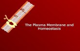 The Plasma Membrane and Homeostasis Homeostasis – Maintaining a Balance  Cells must keep the proper concentration of nutrients and water and eliminate.