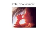 Fetal Development. Prenatal period 3 stages Cleavage = Fertilization to 2 nd week Embryonic stage = end of 2 nd week through 8 th week Fetal stage = 9.