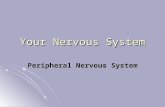 Your Nervous System Peripheral Nervous System. Explain which consists of is divided into that make up which is divided into Section 35-3 The Nervous System.