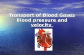 Transport of Blood Gases Blood pressure and velocity.