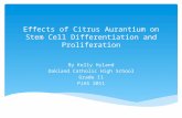 Effects of Citrus Aurantium on Stem Cell Differentiation and Proliferation By Kelly Hyland Oakland Catholic High School Grade 11 PJAS 2011.