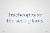 Tracheophyta: the seed plants. Two different kinds Gymnosperms: have an unprotected seed (naked in cone like structures) Angiosperms: seeds are enclosed.