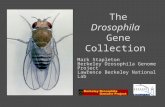 The Drosophila Gene Collection Mark Stapleton Berkeley Drosophila Genome Project Lawrence Berkeley National Lab.