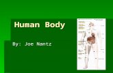 Human Body By: Joe Nantz. The Brain  How does the brain work?  The brain is made up of 100 billion neurons.  There are a lot of parts that make up.