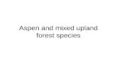 Aspen and mixed upland forest species. big-leaved aster Aster macrophyllus Large variability in leaf size Either big single leaf or aster flower Rough.