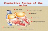 Conductive System of the Heart. Conduction system The specialized heart cells of the cardiac conduction system generate and coordinate the transmission.