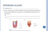 T HYROID G LAND located at _________________________________ two important thyroid hormones (which regulate body metabolism, growth, and differentiation.
