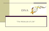 DNA “The Molecule of Life”. Do Now What is DNA? Why is it important? Who helped to discover DNA and it’s structure? Draw a picture of what you think DNA.
