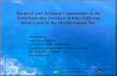 Bacterial and Archaeal Communities in the Brine/Seawater Interface of Four Different Brine Lakes in the Mediterranean Sea. Henk Bolhuis Paul van der Wielen.