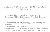 Atlas of Dbx1 mouse (P0) medulla oblongata 1 Department of Physiology, University of Alberta, Edmonton, AB, Canada 2 Department of Applied Science, The.