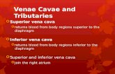Venae Cavae and Tributaries  Superior vena cava  returns blood from body regions superior to the diaphragm  Inferior vena cava  returns blood from.