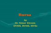 Bursa by Dr. Nimer Khraim DVMS, BVMS, MVSc. Bursa Anatomical bursa true bursaAnatomical bursa true bursa Pathological bursaPathological bursa.