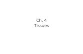 Ch. 4 Tissues. Objectives Define tissue Describe the four main tissue types Identify the various tissues that fall under the four main tissues types,