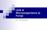 Unit 6 Microorganisms & Fungi Ch. 20 Protists. What Is a Protist? Protist - any organism that is not a plant, an animal, a fungus, or a prokaryote Protists.