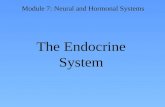 The Endocrine System Module 7: Neural and Hormonal Systems.