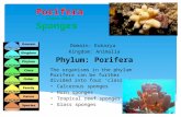 Porifera common name: Sponges Domain: Eukarya Kingdom: Animalia Phylum: Porifera The organisms in the phylum Porifera can be further divided into four.