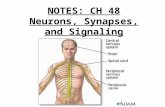 NOTES: CH 48 Neurons, Synapses, and Signaling.  A nervous system has three overlapping functions: 1) SENSORY INPUT: signals from sensory receptors.