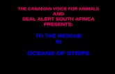 THE CANADIAN VOICE FOR ANIMALS AND SEAL ALERT SOUTH AFRICA PRESENTS: TO THE RESCUE IN OCEANS OF STRIFE.
