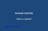 Animal Hybrids What is a hybrid? Happy Feet Tracking - New Zealand.
