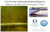 SAV in the Caloosahatchee Estuary; Effects of Altered Freshwater Flow James G. Douglass FGCU Seagrass Scientist.