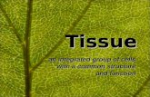 Tissue Tissue an integrated group of cells with a common structure and function.