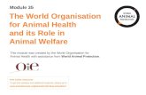 Module 35: The World Organisation forAnimal Health and its Role in Animal Welfare Concepts in Animal Welfare © World Animal Protection 2014. Unless stated.