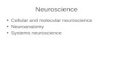Neuroscience Cellular and molecular neuroscience Neuroanatomy Systems neuroscience.