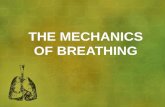 THE MECHANICS OF BREATHING. BREATHING Breathing change in air pressure in lungs Air moves from high pressure to low pressure.