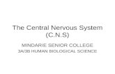 The Central Nervous System (C.N.S) MINDARIE SENIOR COLLEGE 3A/3B HUMAN BIOLOGICAL SCIENCE.