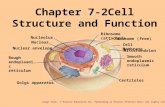 Chapter 7-2Cell Structure and Function Image from: © Pearson Education Inc, Publishing as Pearson Prentice Hall; All rights reserved Nucleolus Nucleus.