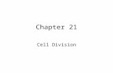 Chapter 21 Cell Division BackNext Home 2 21.1How do cells divide? All organisms will eventually die...