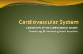 Components of the Cardiovascular System Generating & Measuring heart impulses.