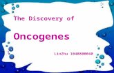 The Discovery of Oncogenes LinZhu 1040800040. Three stages of the discovery In 1911, found the virus.(Peyton Rous)(Peyton Rous) In 1970, Over turned Central.
