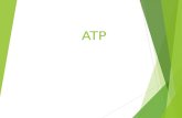 ATP. ATP & ADP  ATP: Adenine triphosphate  adenine + ribose + 3 phosphates  Energy storing molecule, only stores energy for a few minutes  Source.