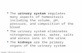Copyright © 2009 Pearson Education, Inc.  The urinary system regulates many aspects of homeostasis including the volume, pH, pressure, and composition.