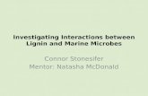 Investigating Interactions between Lignin and Marine Microbes Connor Stonesifer Mentor: Natasha McDonald.