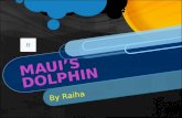 By Raiha Maui’s Dolphin is the smallest dolphin in the world and is also known as the North Island Hectors Dolphin. They have distinctive grey, black.
