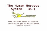 The Human Nervous System 35-1 Name the three parts of a neuron. Describe the way in which a nerve impulse occurs.