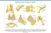 Joints Come in Many Types. Joints (Articulations) Functions of joints Classifying Joints: Functional or Structural Naming Movements of Bones Around Joints.