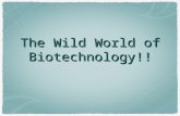 The Wild World of Biotechnology!!. Applications Genetic Transformation Cloning - Genes and entire organisms Gene Therapy Environmental Clean-Up.
